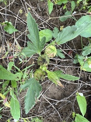 Hibiscus verdcourtii