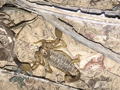 Anuroctonus phaiodactylus