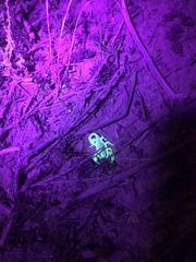 Anuroctonus phaiodactylus