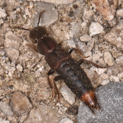 Platydracus zonatus