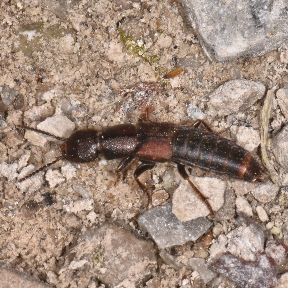 Platydracus zonatus