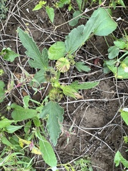 Hibiscus verdcourtii