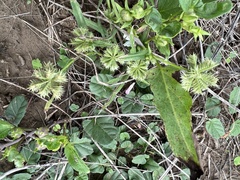 Dactyloctenium radulans
