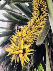 Aechmea setigera