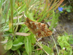Boloria pales