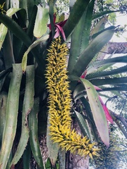 Aechmea setigera
