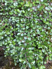 Cotoneaster hjelmqvistii