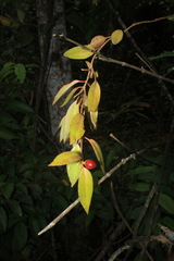 Codonanthopsis crassifolia