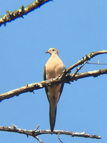 Mourning Dove photographed in South Carolina