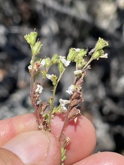 Phacelia affinis