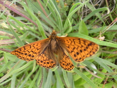 Boloria pales