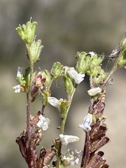 Phacelia affinis