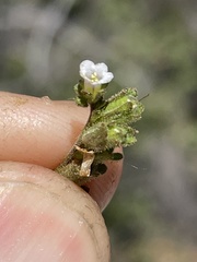 Phacelia affinis
