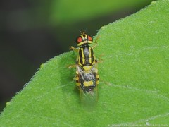 Oxycera variegata