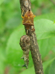 Podisus brevispinus