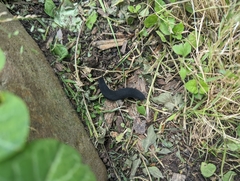 Belocaulus angustipes