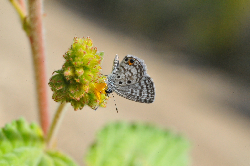 Miami Blue (Butterflies Of GTMO) · iNaturalist