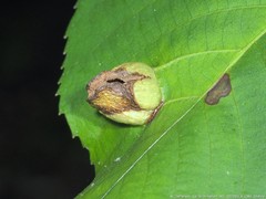 Phylloxera caryaeglobuli