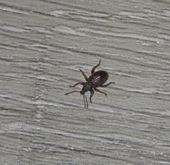 Otiorhynchus ligneus