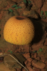 Leucocoprinus brunneoluteus