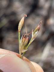 Juncus macrophyllus