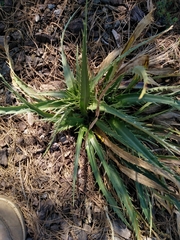 Eryngium proteiflorum