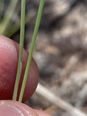 Juncus macrophyllus