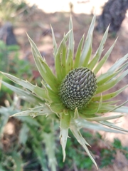 Eryngium proteiflorum