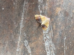 Plagodis phlogosaria