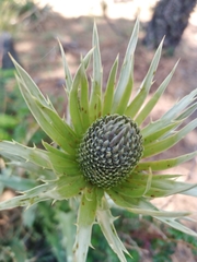Eryngium proteiflorum