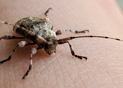 Leptostylopsis
