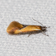 Batia lunaris