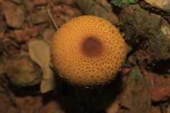 Leucocoprinus brunneoluteus