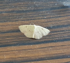 Cyclophora puppillaria