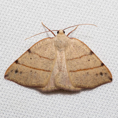 Drepanulatrix bifilata