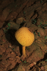 Leucocoprinus brunneoluteus