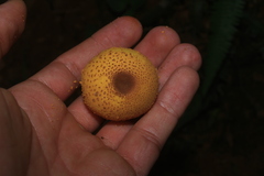 Leucocoprinus brunneoluteus