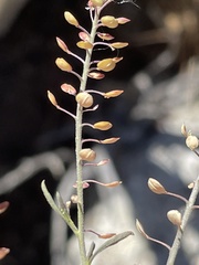 Lepidium virginicum menziesii