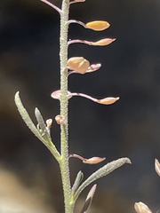 Lepidium virginicum menziesii