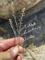 Lepidium virginicum menziesii