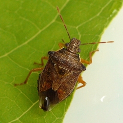 Podisus brevispinus
