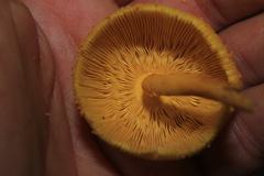Leucocoprinus brunneoluteus