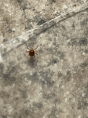 Amblyomma americanum