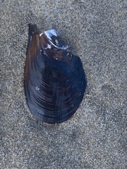 Mytilus