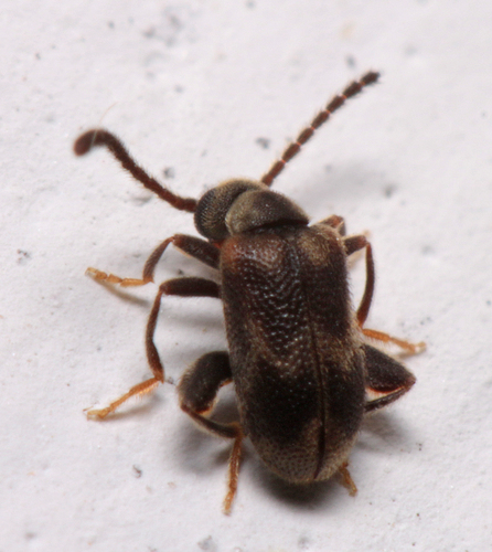 Nebulous Ant-like Leaf Beetle