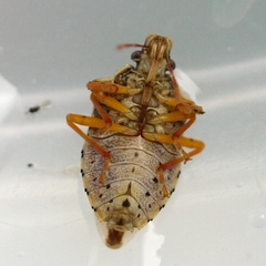 Podisus brevispinus