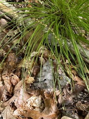 Trichophorum planifolium