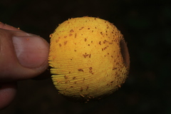 Leucocoprinus brunneoluteus