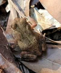 Anaxyrus