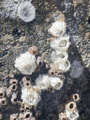 Hexanauplia
